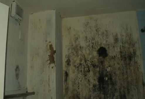 Black mould spreading across a wall